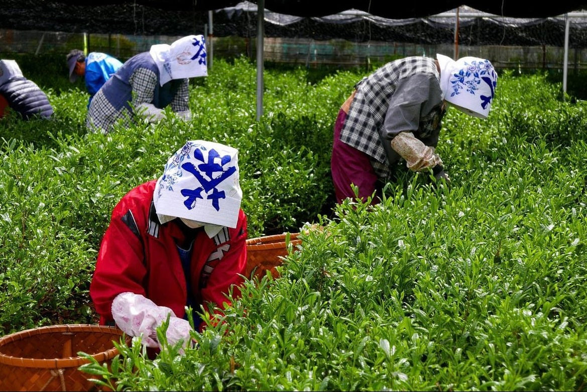 【予約商品】京都の新茶を楽しむセット