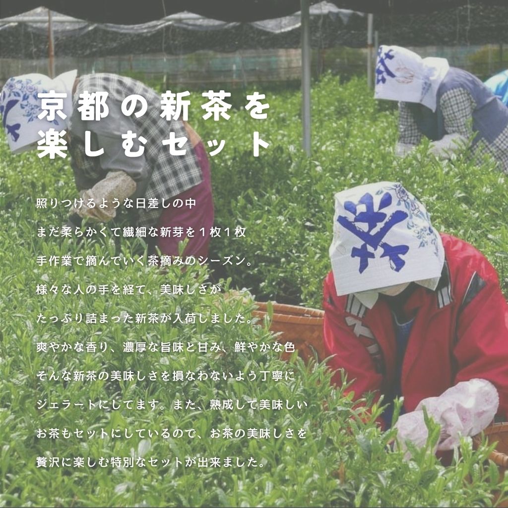 【予約商品】京都の新茶を楽しむセット