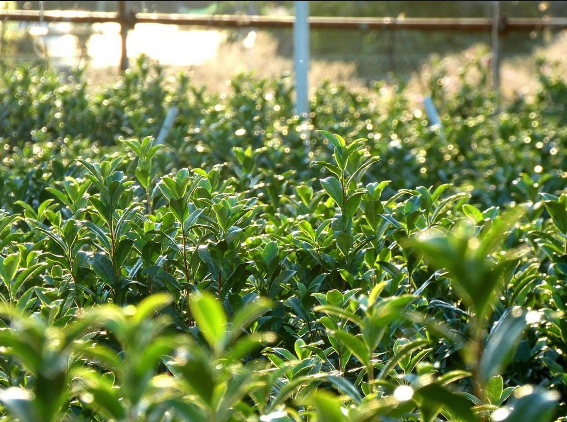 【予約商品】京都の新茶を楽しむセット