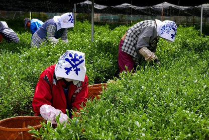 【予約商品】京都の新茶を楽しむセット